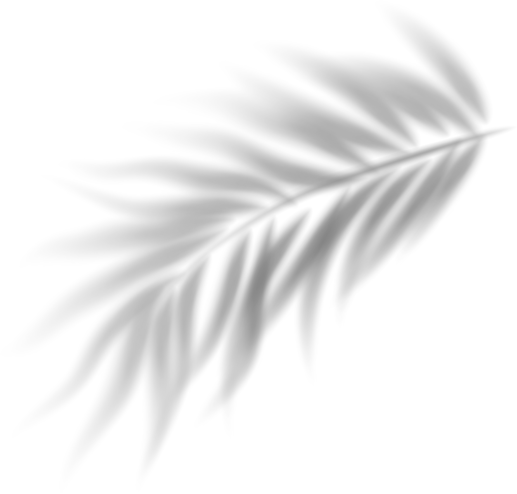 Palm Leaves Shadow